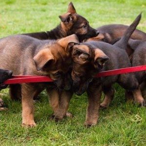 German Shepherd Puppies playing with toy