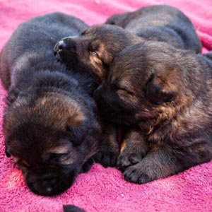 Resting German Shepherd Puppies