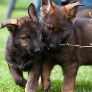 Two German Shepherd puppies carrying branch