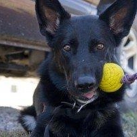 Meet Tia vom Banach, Conservation Detection Dog