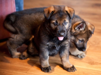 Vom Banah K9 German Shepherd Puppies