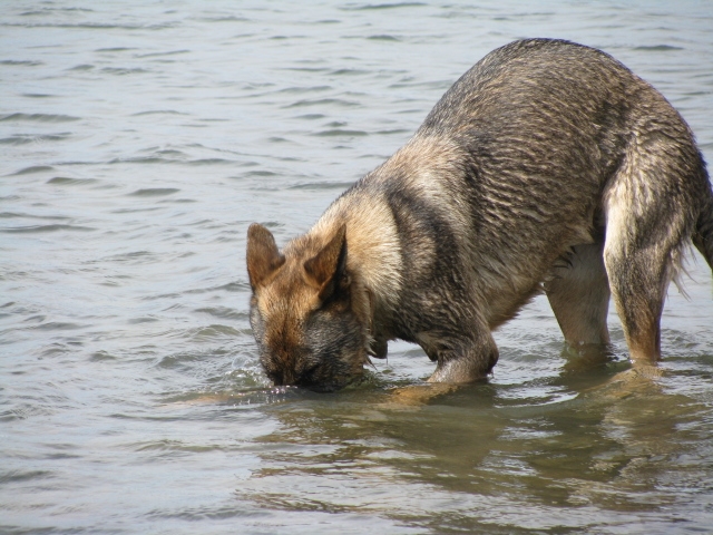 Vom Banach K9 German Shepherd Detection Dogs 01