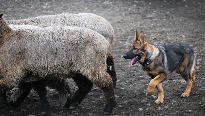 Vom Banach German Shepherd Herding Dogs