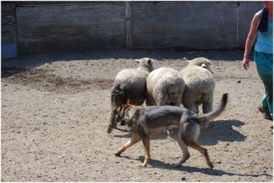 Vom Banach German Shepherd Herding Dogs 03