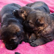 Cindy Fike Gallery of Vom Banack K9 Puppies 15