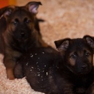 Cindy Fike Gallery of Vom Banack K9 Puppies 16
