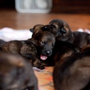 Cindy Fike Gallery of Vom Banack K9 Puppies 23