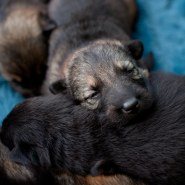 Cindy Fike Gallery of Vom Banack K9 Puppies 30
