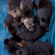 Cindy Fike Gallery of Vom Banack K9 Puppies 36