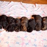 Cindy Fike Gallery of Vom Banack K9 Puppies 43
