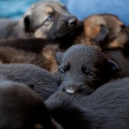 Cindy Fike Gallery of Vom Banack K9 Puppies 46