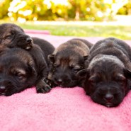 Cindy Fike Gallery of Vom Banack K9 Puppies 48