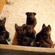 Cindy Fike Gallery of Vom Banack K9 Puppies 49