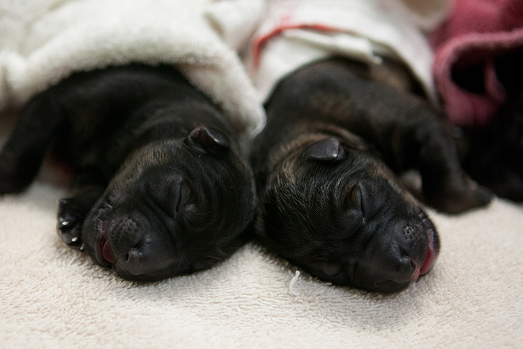 New born German Shepherd puppies