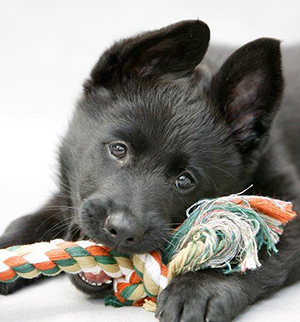 German Shepherd puppy playing with rope toy