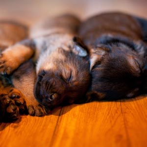 Pile of sleeping puppies