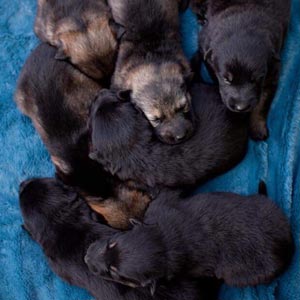 Pile of sleeping puppies