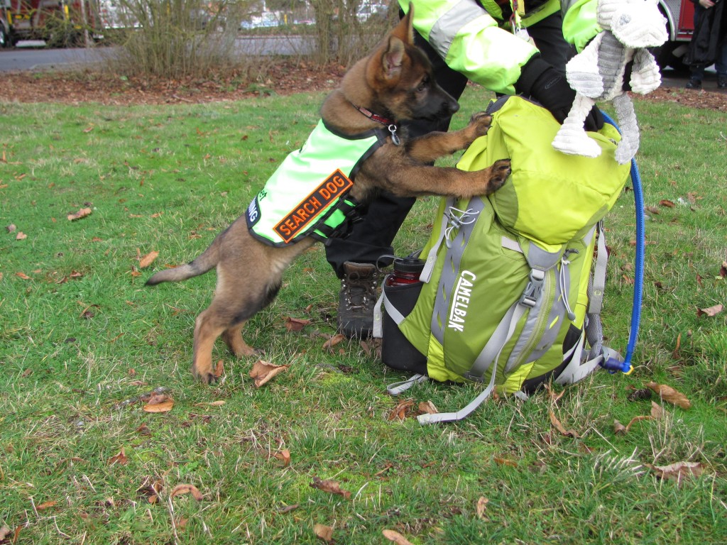 Vom Banach K9 Search and Rescure dogs 3