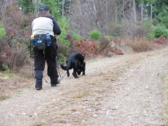 Vom Banach K9 Search and Rescure dogs 3