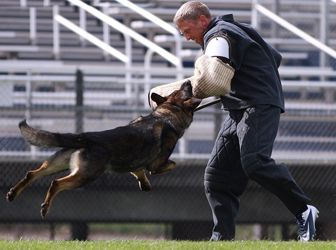 German shepherd 2024 training schutzhund